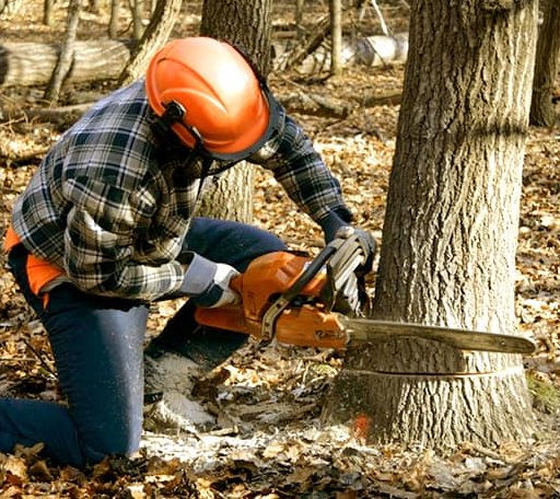 Tree Removal in Mico, TX